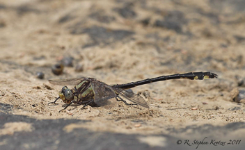 Gomphurus septima, male